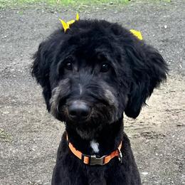 Aussiedoodles, Bernedoodles, and Goldendoodles from Rose Creek Ranch