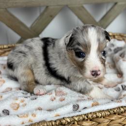 Boy 1 - Blue merle male Australian Shepherd puppy in Volant, Pennsylvania from Addie's Aussies