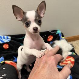 Bobby - Blue and white male Chihuahua puppy in Amity, Pennsylvania from Rhoda and Verna