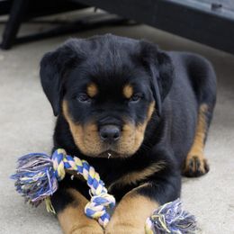 Rottweiler Puppies from Galaxia Rottweilers