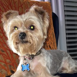 Kash - Yorkshire Terrier