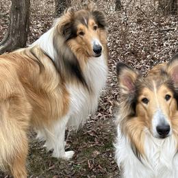 Collies from Lassie and Laddie Rough Collies