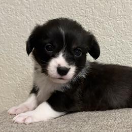 Rudolph - Black and white male American Corgi puppy in Temple, Texas from Silver Moon Cardigan and American Corgis