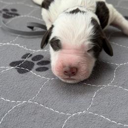 Gray collar - Parti male Labradoodle puppy in Manor, Texas from The Lovadoodles of Texas