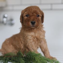 Shepherd - Apricot male Goldendoodle puppy in Stevens, Pennsylvania from Pebble Paws Lane