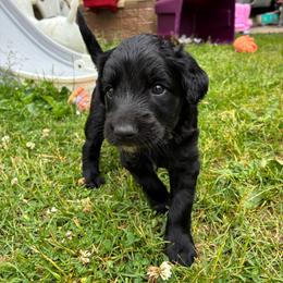Uno - Black male Xoloitzcuintli puppy in Manitowoc, Wisconsin from Wonderland Kennel