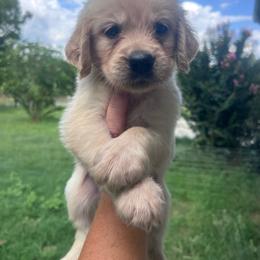 Orange collar - Golden female Golden Retriever puppy in Jesup, Georgia from Painted Platinum Retrievers (Painted Platinum Kennel) PPK