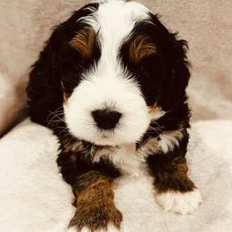 Ruff - Tri-color male Bernedoodle puppy in Sandy, Oregon from MC Doodles