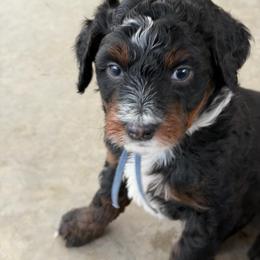 Aspen - Tri-color male Bernedoodle puppy in Syracuse, Utah from Redrockbernedoodles