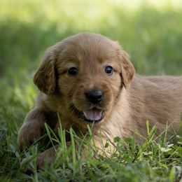 Golden Retrievers from Shady Grove Goldens