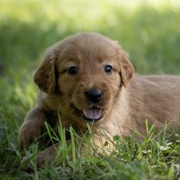 Golden Retrievers from Shady Grove Goldens