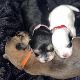 Maltese and Yorkshire Terriers from Paw Paradise 82
