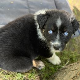 Onyx - Black tri-color male Australian Shepherd puppy in Hilton, New York from Francoise's Australian Shepherds
