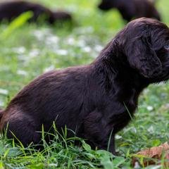 Boykin Spaniel Puppies from Able Elite Canines