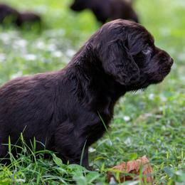 Boykin Spaniel Puppies from Able Elite Canines