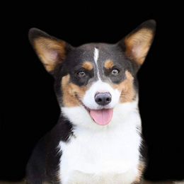 Savy - Pembroke Welsh Corgi