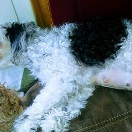Bull Terriers and Poodles from The Dynasty