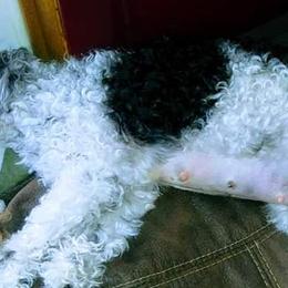 Bull Terriers and Poodles from The Dynasty