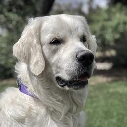 Rufus - Golden Retriever