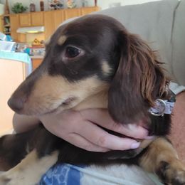 Inca - Dachshund