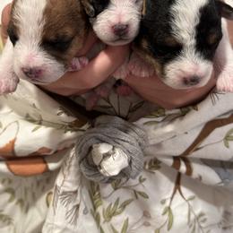 Jack Russell Terrier Puppies from Celtic River