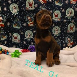 Teal - Red and rust female Doberman Pinscher puppy in Knox, Indiana from Double River Dobermans