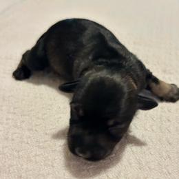 Girl 3 - Salt and pepper female Miniature Schnauzer puppy in Woodburn, Kentucky from Southern Kentucky Schnauzers