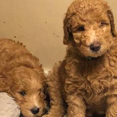 Whoodles from East Tennessee Whoodles