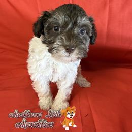 POPPY - Parti female Schnoodle puppy in Pisgah, Alabama from Mashburns Little Munchkins