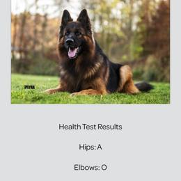 Oero - German Shepherd