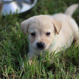 Timber - Yellow male Labrador Retriever puppy in Morrilton, Arkansas from Ancient Dogges Performance Dogs