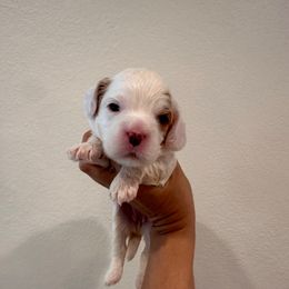 Female 3 - Blenheim female Cavapoo puppy in Sacramento County, California from Sac-Town Poodles and Doodles