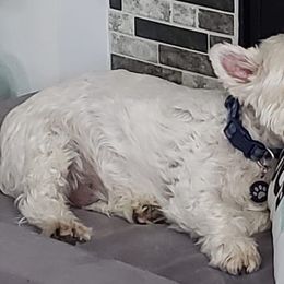 Scottish Terriers from Lynn's Scottish Terriers