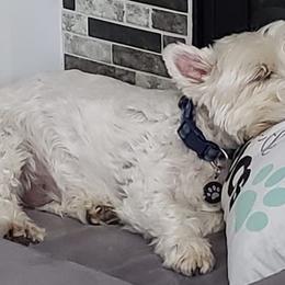 Scottish Terriers from Lynn's Scottish Terriers