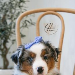 Pancake - female Miniature Australian Shepherd puppy in Charlestown, Indiana from Hydden Aussies