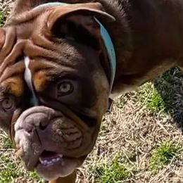 Bulldogs from Kattegat Bulldogs