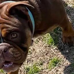 Bulldogs from Kattegat Bulldogs