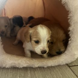 Dachshund and Golden Retriever Puppies from Wyo Dachshunds & Goldens