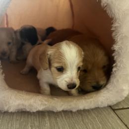 Dachshund and Golden Retriever Puppies from Wyo Dachshunds & Goldens