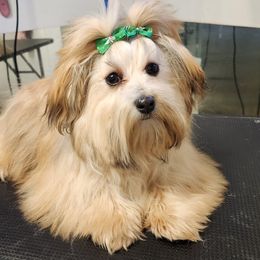 Minerva - Havanese