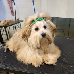 Minerva - Havanese