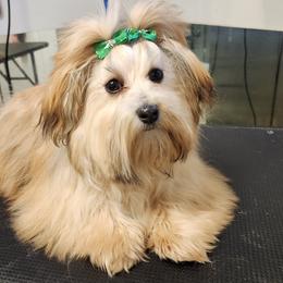 Minerva - Havanese