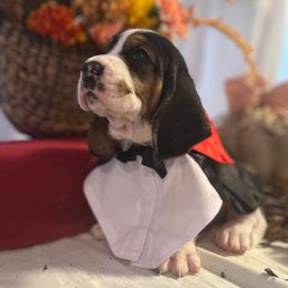 Wolverine - Black brown and white male Basset Hound puppy in Willow Spring, North Carolina from Blackberry Creek Basset Hounds
