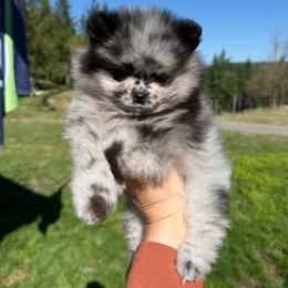 Sammy - Blue merle male Pomeranian puppy in Enumclaw, Washington from SantaAnna Pomeranians