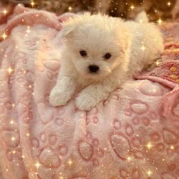 Shichon and Shih Tzu Puppies from Angie’s Teddy Bear Puppies Minnesota