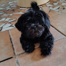 Cash - Black male Shih Tzu puppy in Grand Prairie, Texas from R&R Shih-Tzus & Stud Services