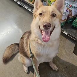 Vesna - Gerberian Shepsky