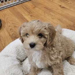 Cavapoo Puppies from Cool Cavapoos