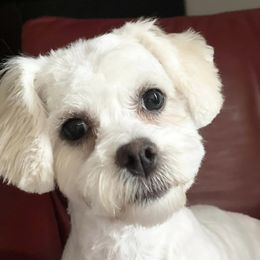 Assorted Doodle Crosses, Bichon Frises, Poodles, and Shichons from Mozzie's Waggineers