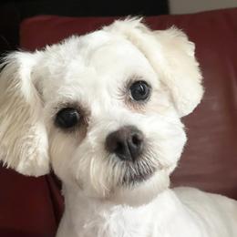Assorted Doodle Crosses, Bichon Frises, Poodles, and Shichons from Mozzie's Waggineers